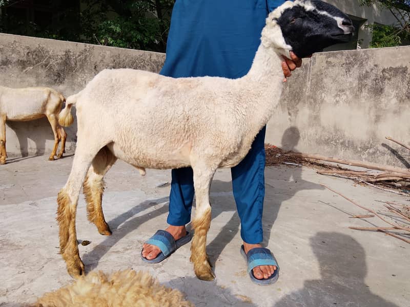 bakras&chatras 8