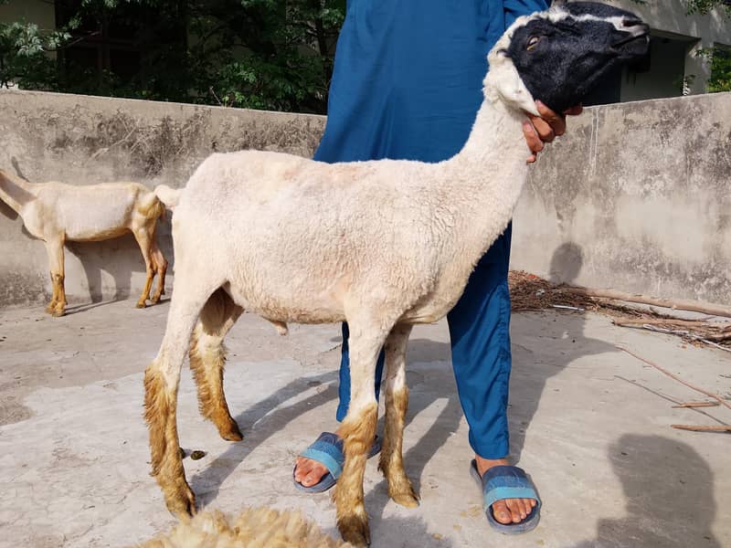 bakras&chatras 9
