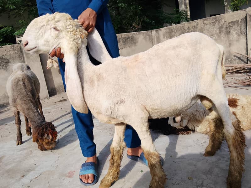 bakras&chatras 11