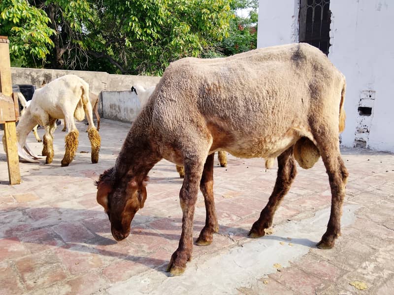 bakras&chatras 12