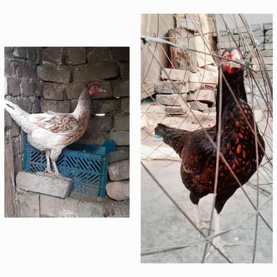 aseel desi hens for sale