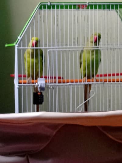 green ringneck parrot