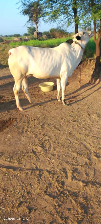 Cow For Sale