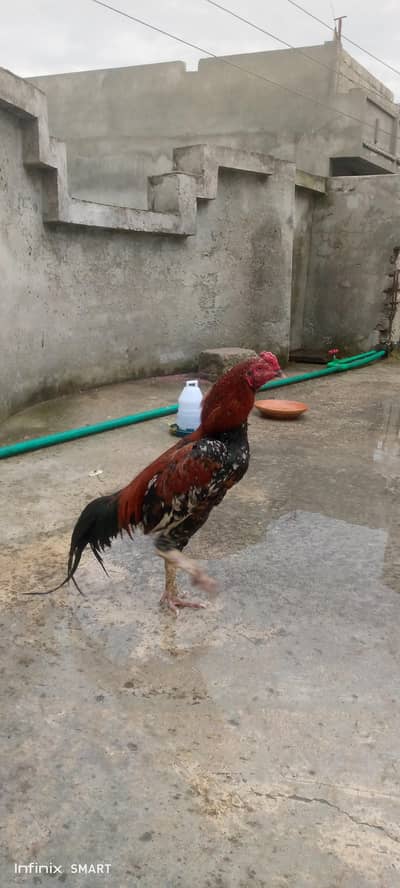 Aseel male for sale