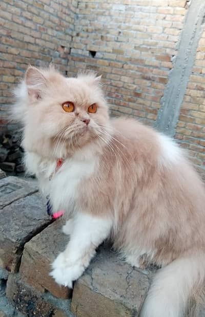 Persian cat for Sale