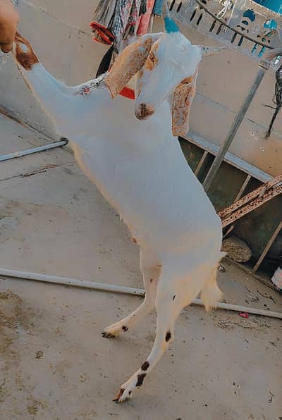 Qurbani ke Liye 2 dant ka bakra