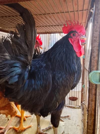 Australorp Ke 2 Murge aur Ek Golden Buff Ki Murgi