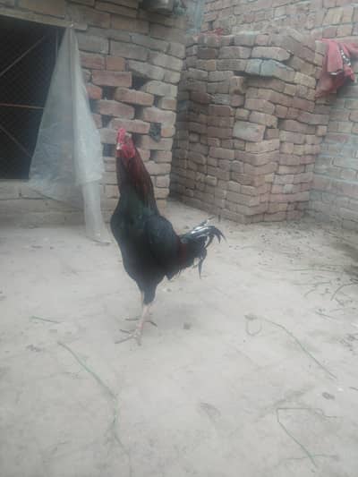 Aseel
