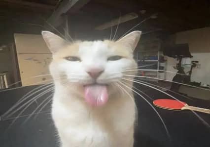 Meow