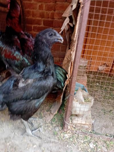 thai dragon trio for sale