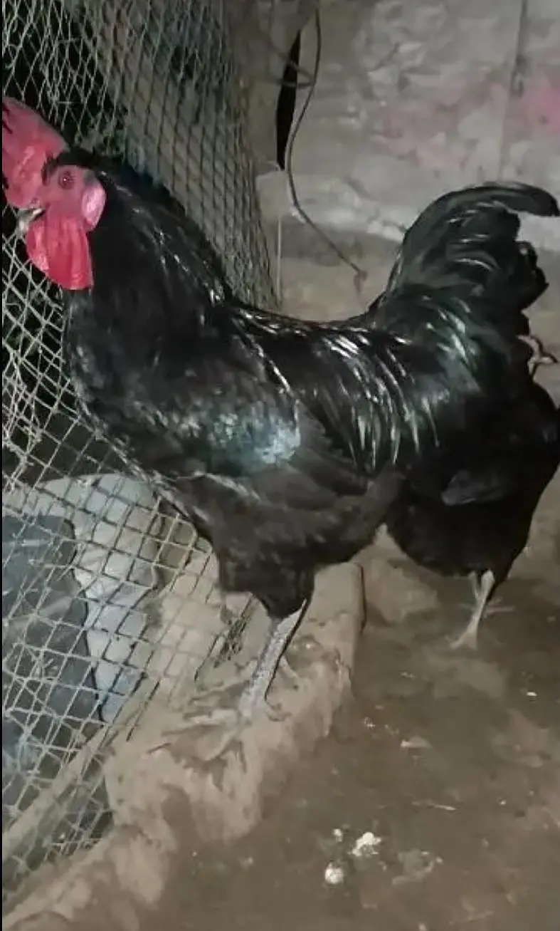 Australorp Fertile Eggs (03224535024) — photo 3