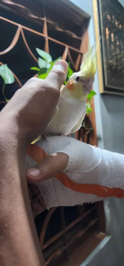 coctail and Cage