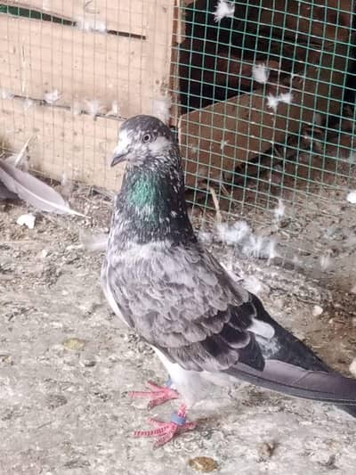 sale urgent