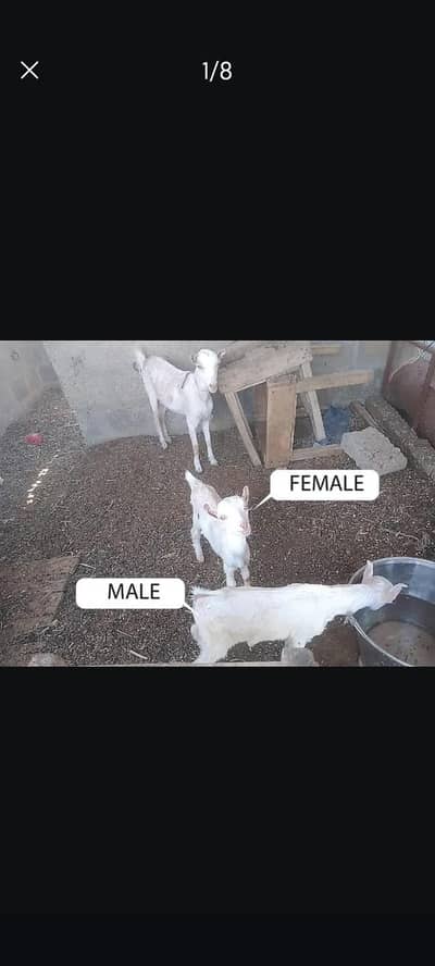 2 dant Bakri with Male Female kids