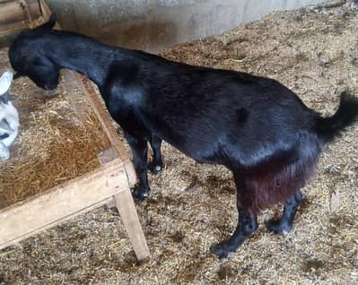 Bakra for sell