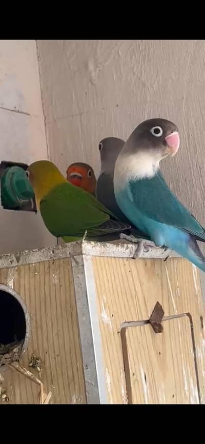 3 love birds for sale