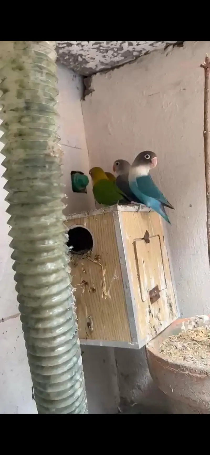 6 love birds for sale — photo 2
