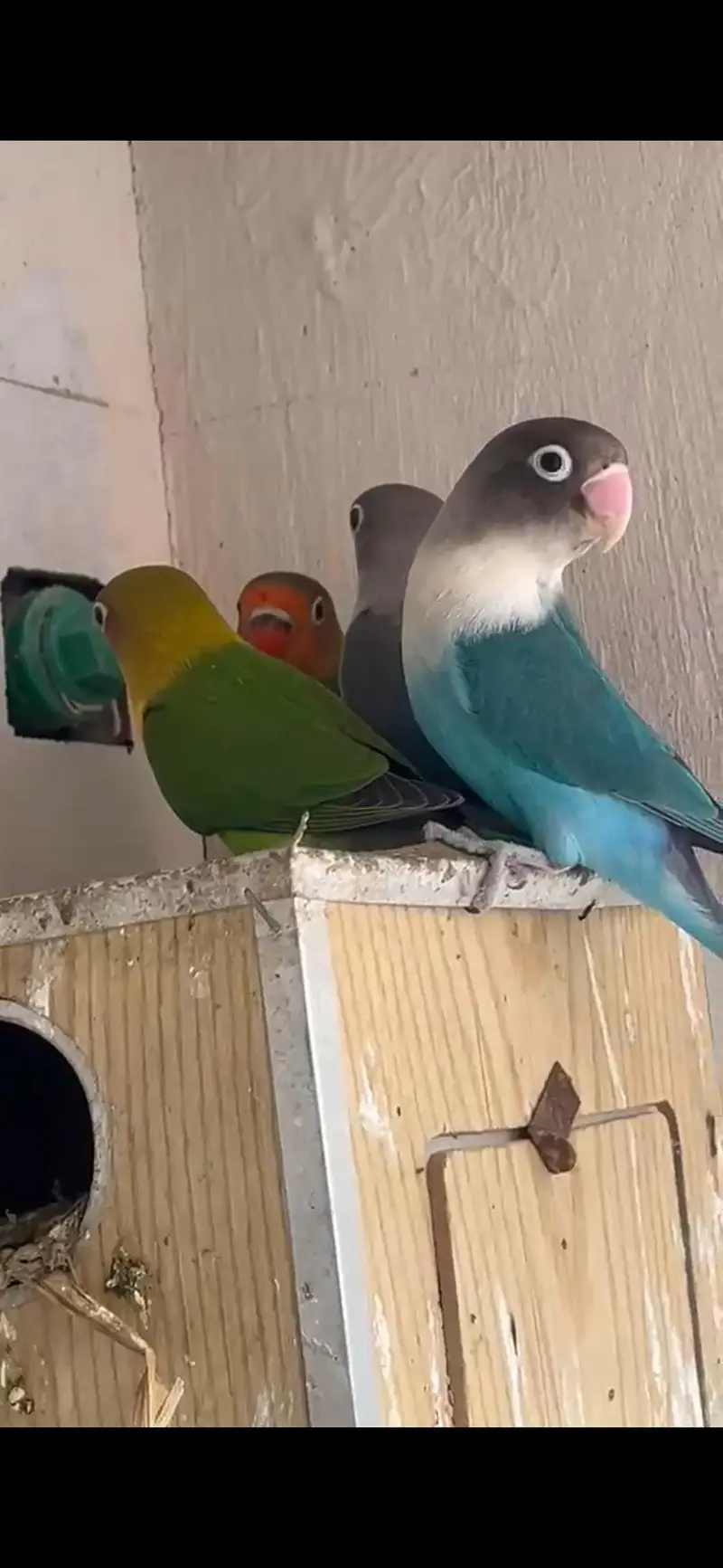 6 love birds for sale — photo 3