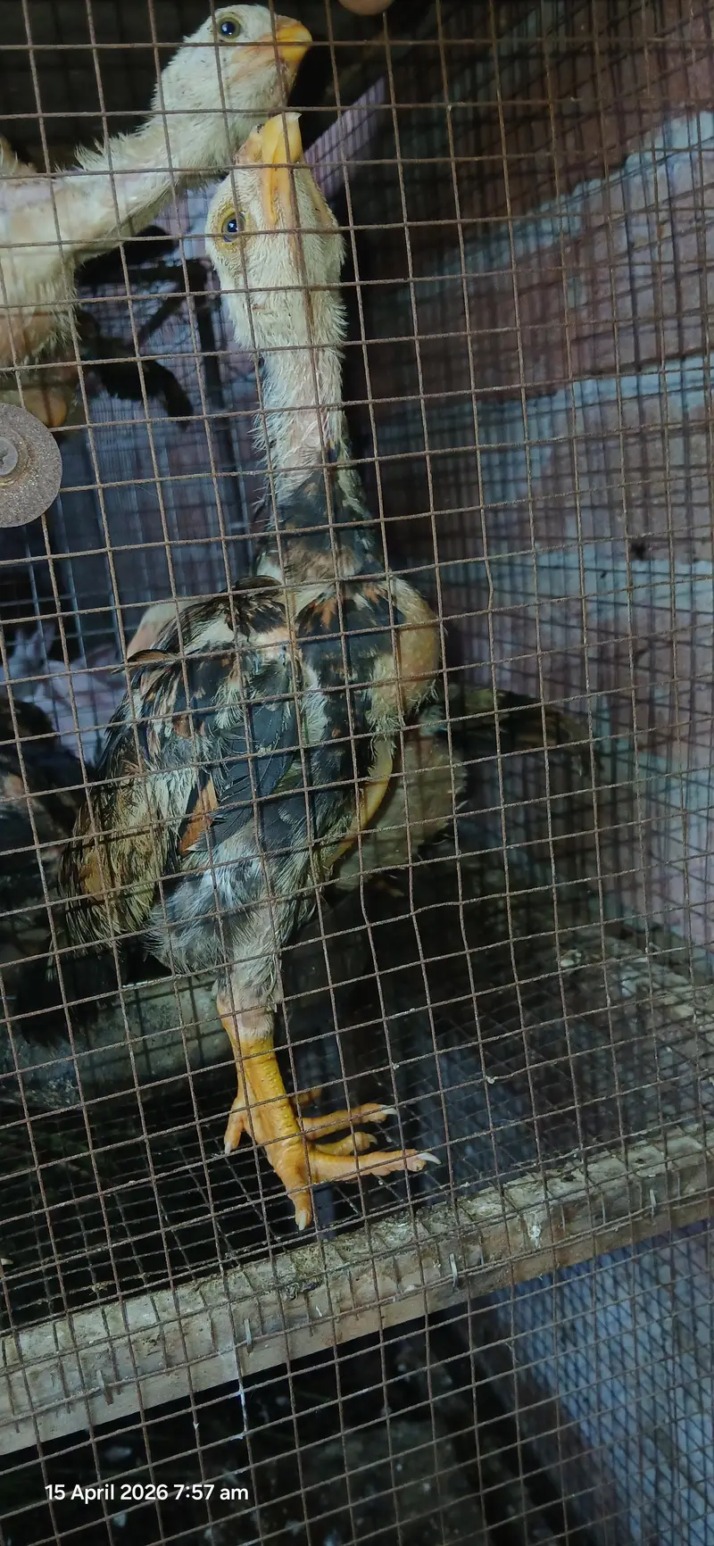 japanese shamo chicks — photo 2