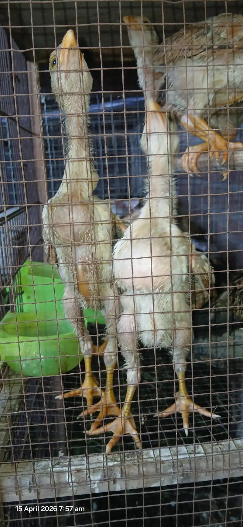 japanese shamo chicks — photo 3