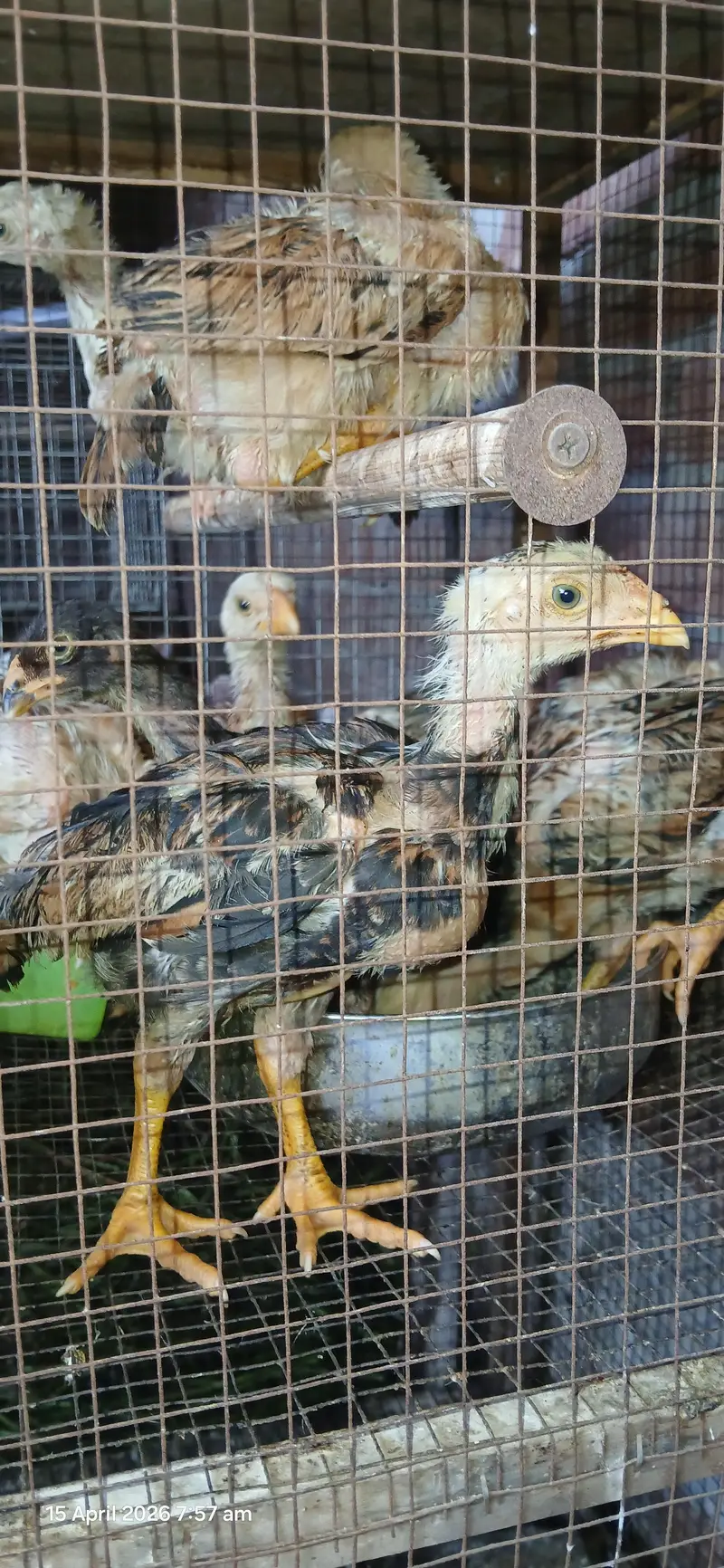 japanese shamo chicks — photo 4
