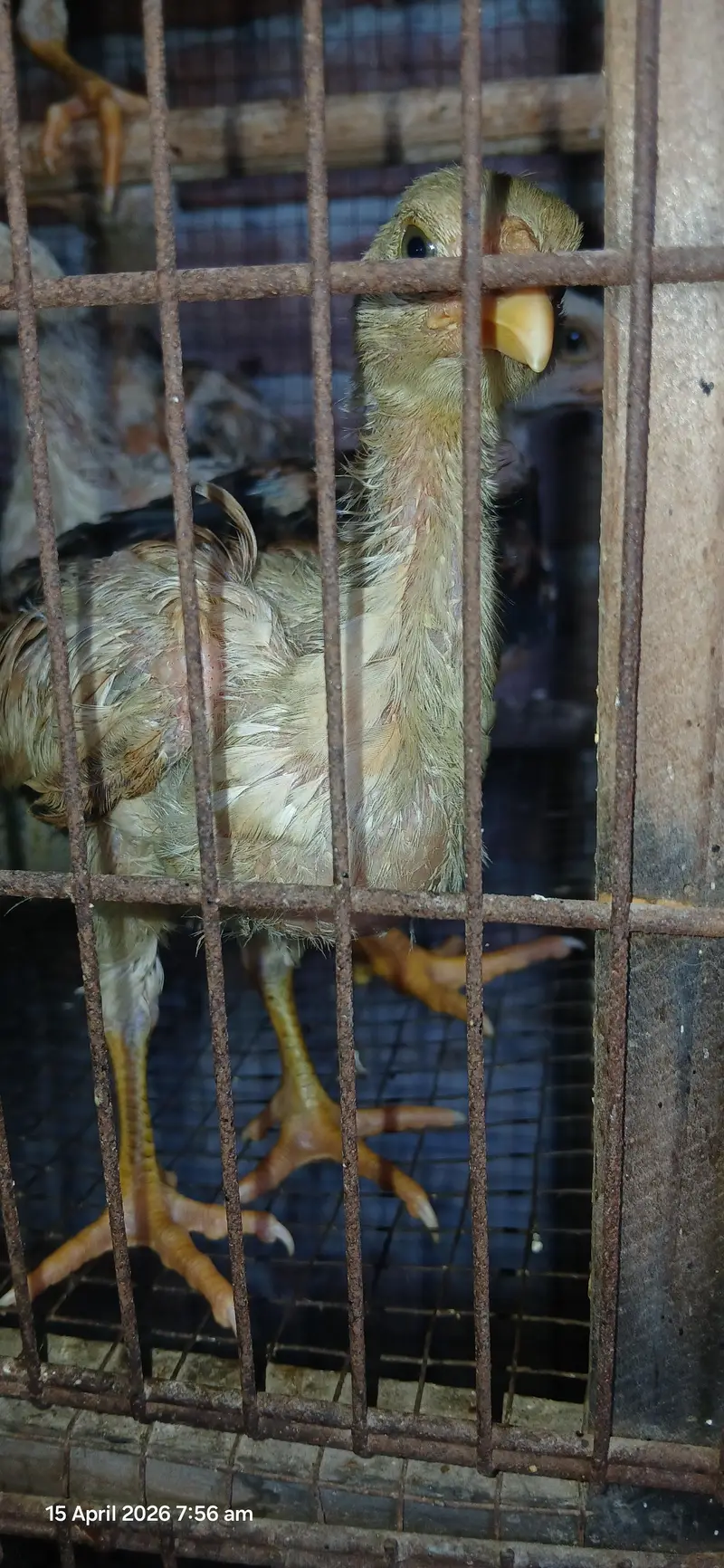 japanese shamo chicks — photo 5
