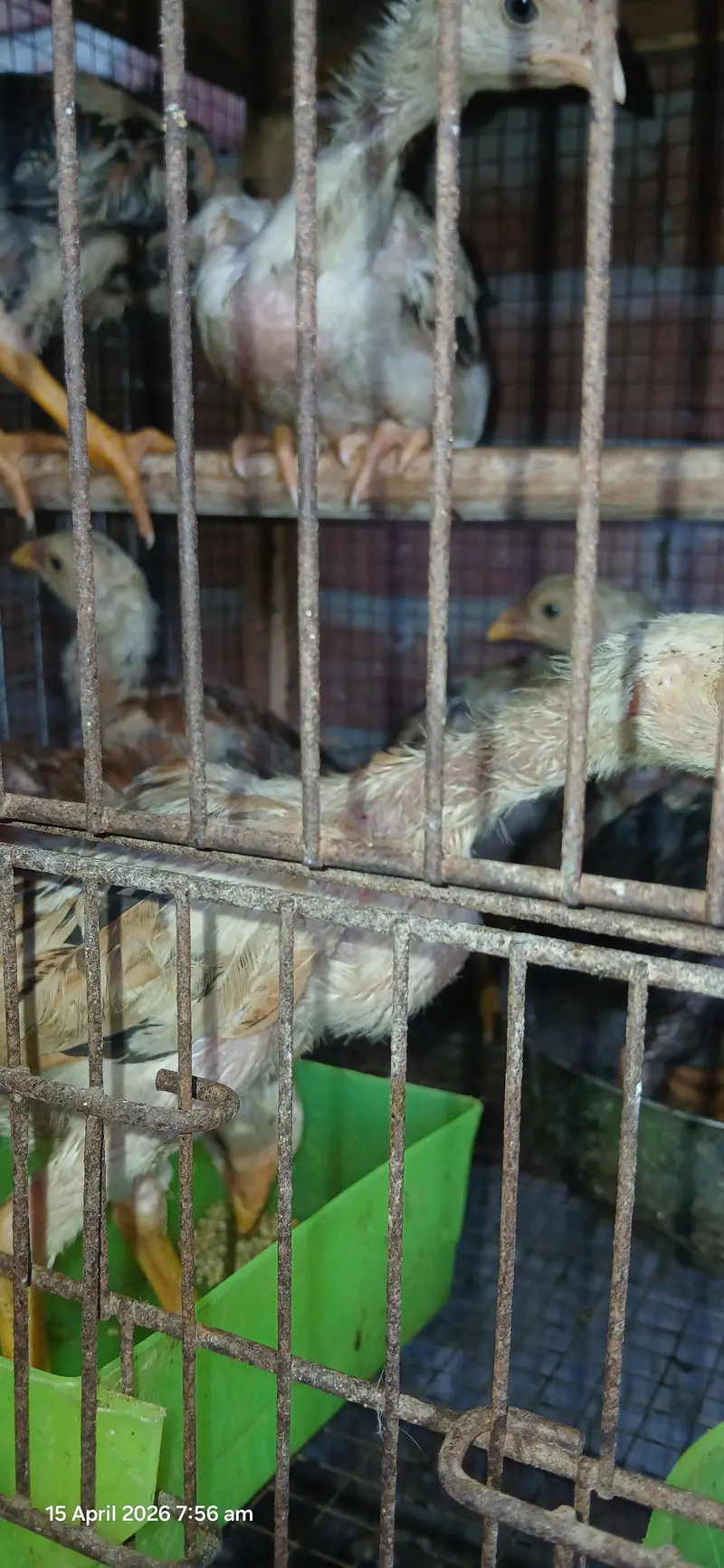 japanese shamo chicks — photo 6