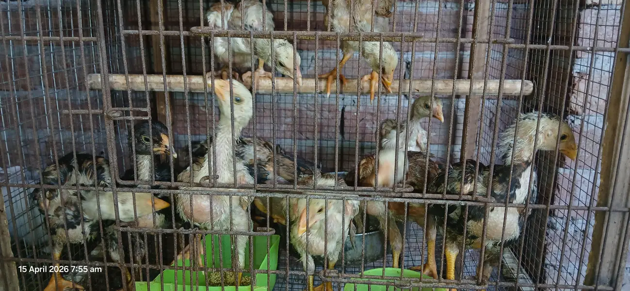 japanese shamo chicks — photo 7