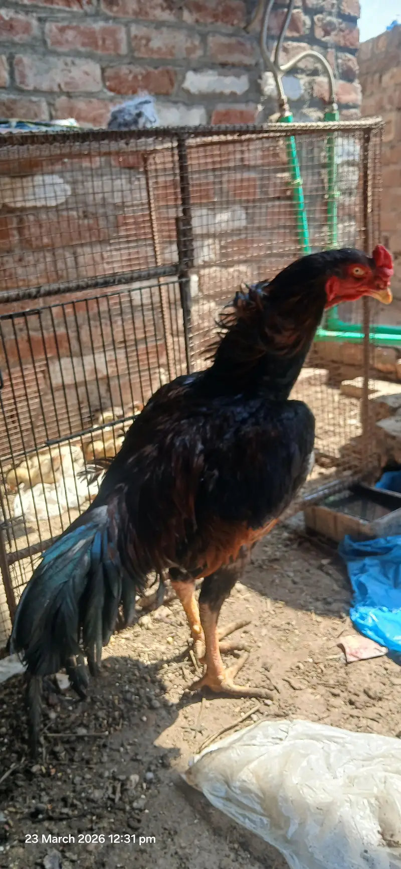 japanese shamo chicks — photo 8