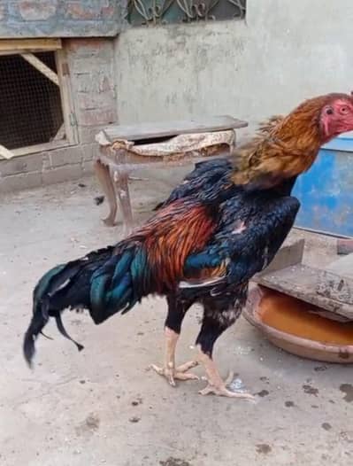 japanese shamo chicks shamo aseel