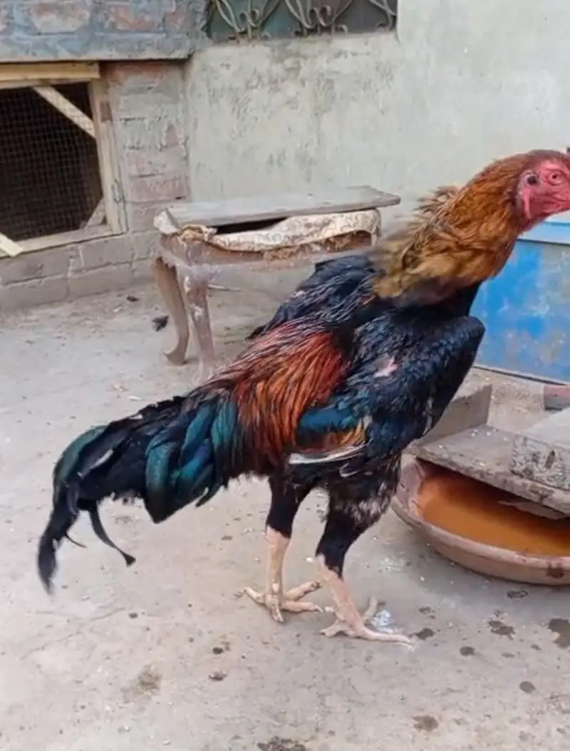 japanese shamo chicks — photo 9
