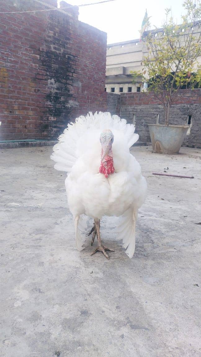 Turkey 0