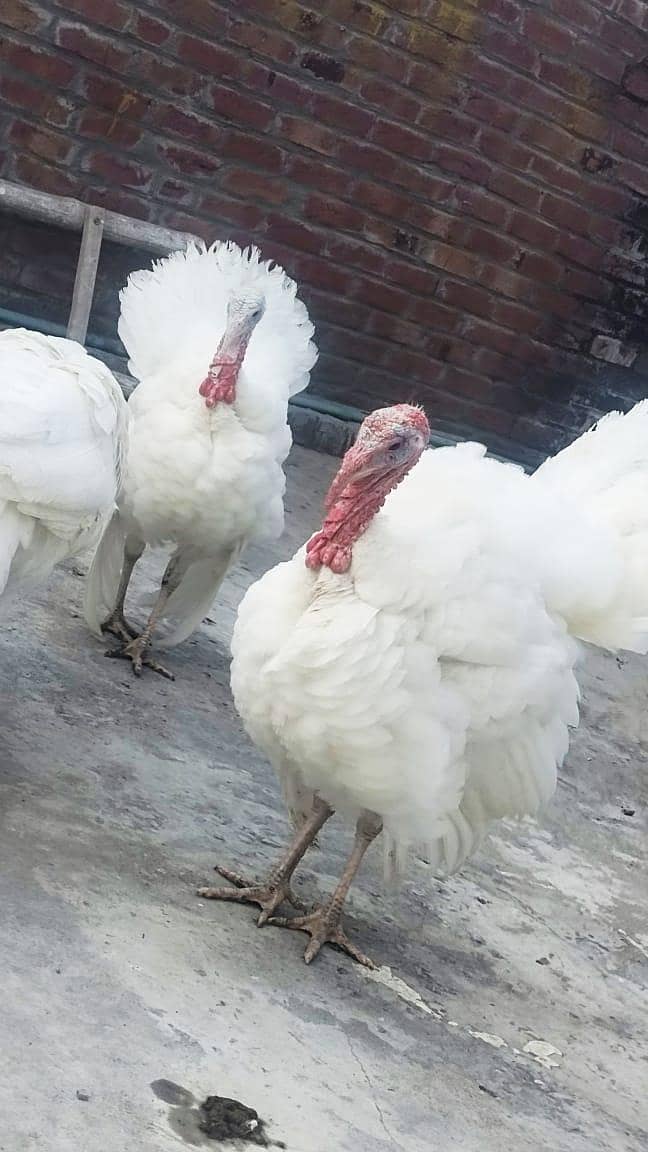 Turkey 1