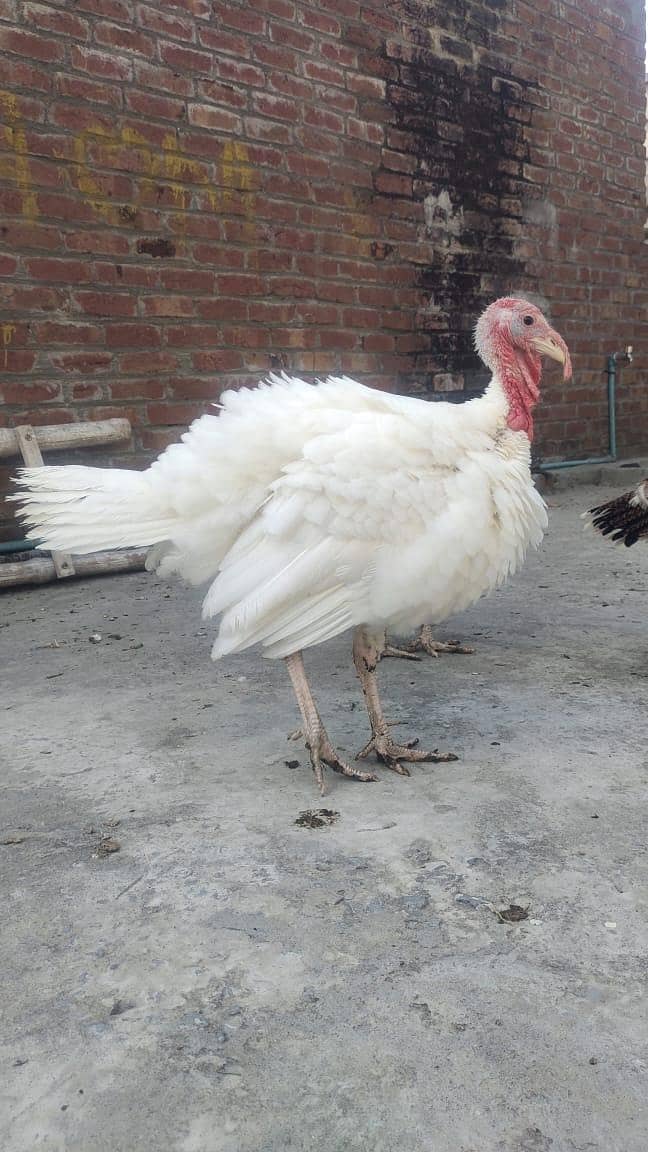 Turkey 2