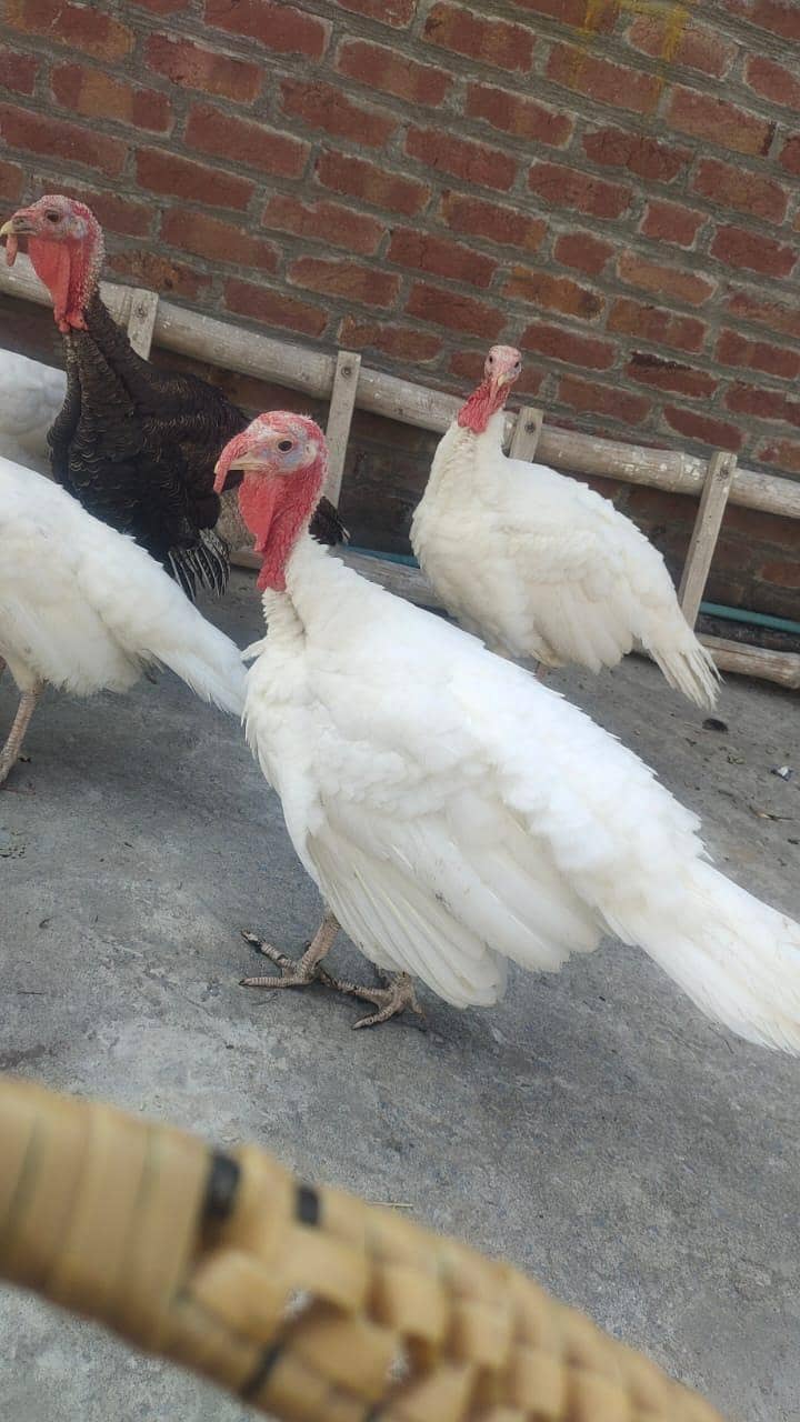 Turkey 3