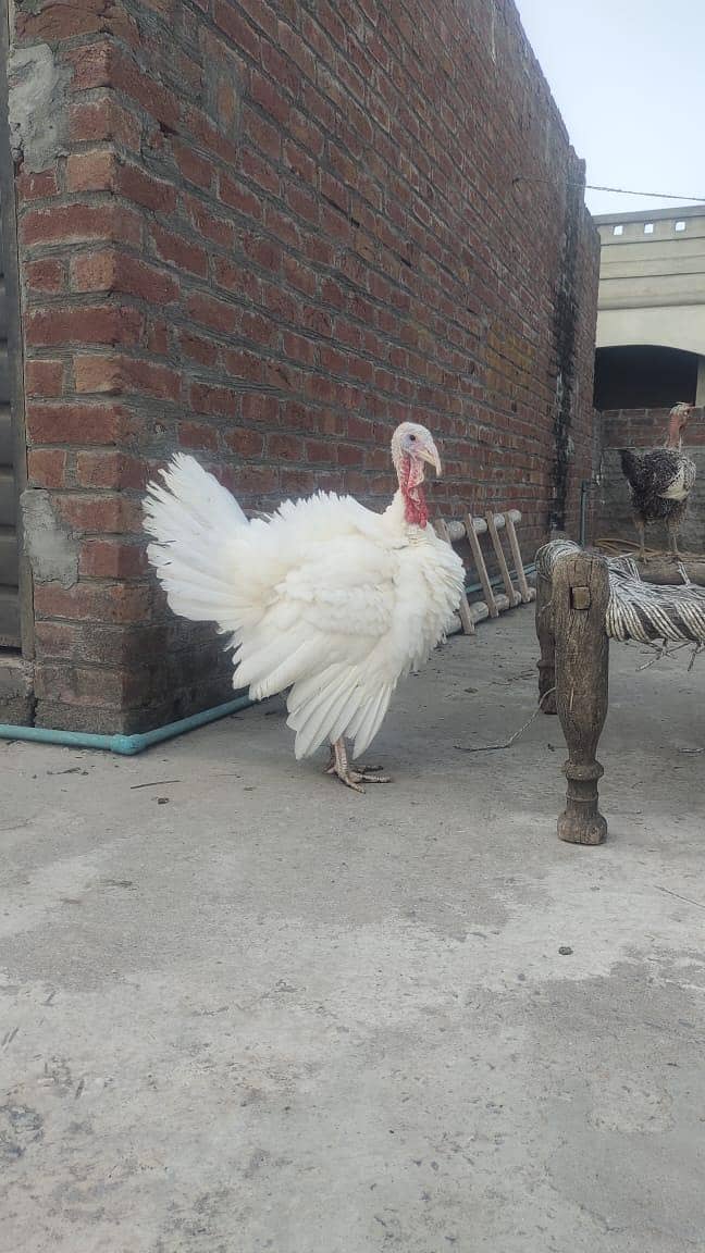 Turkey 4