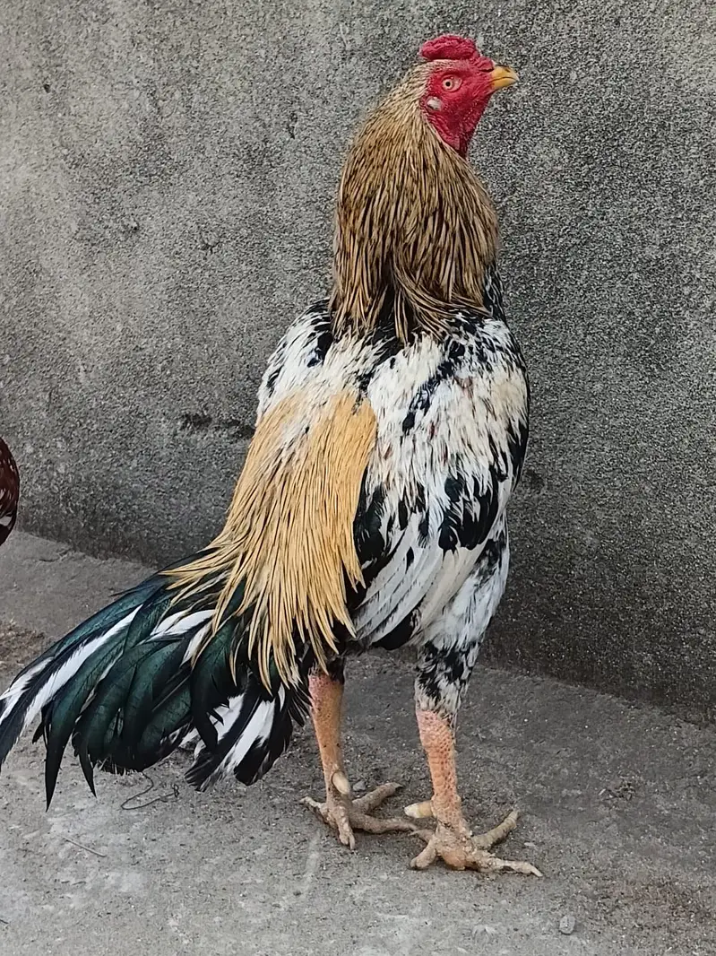 Aseel Jawa long heighted Murga available — photo 2