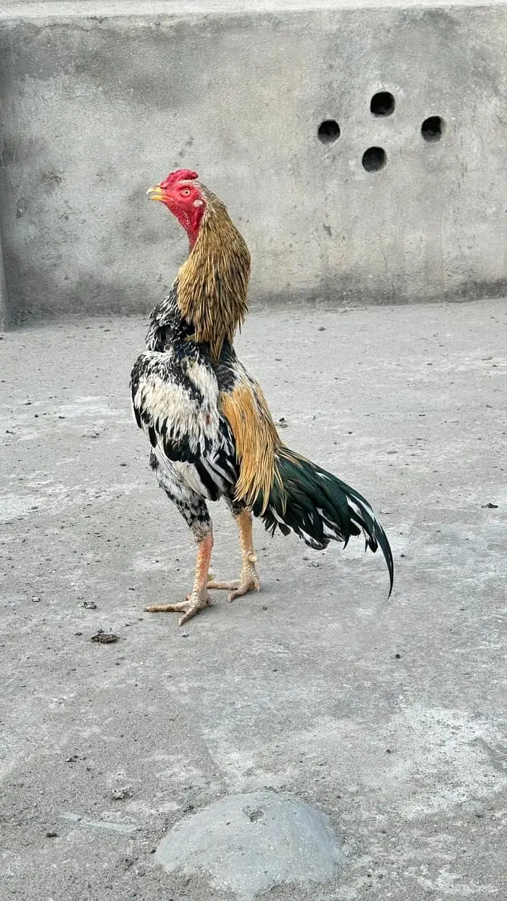 Aseel Jawa long heighted Murga available — photo 3
