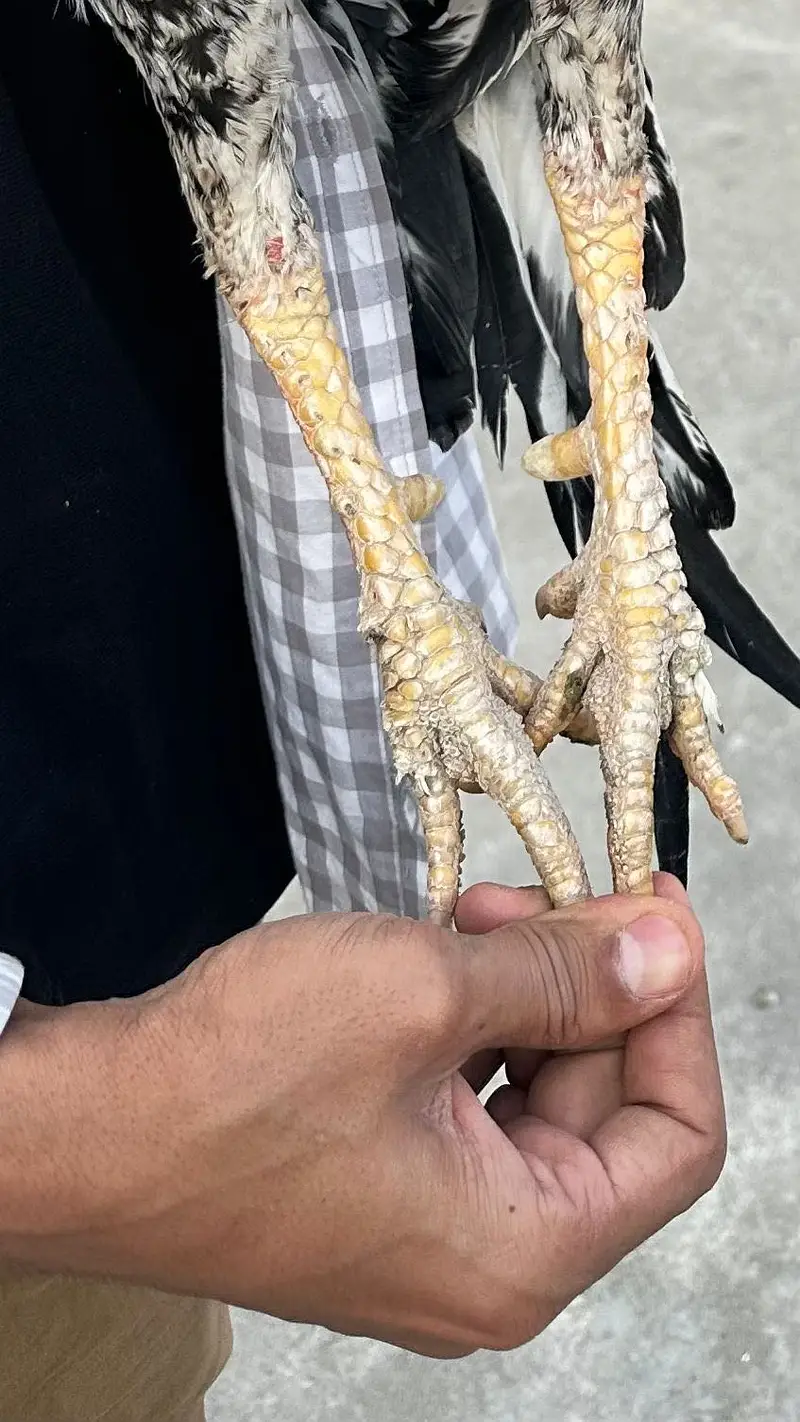 Aseel Jawa long heighted Murga available — photo 4