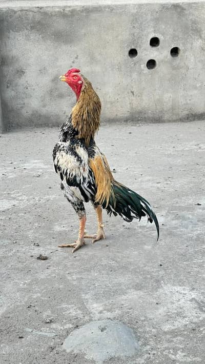 Aseel Jawa long heighted Murga available