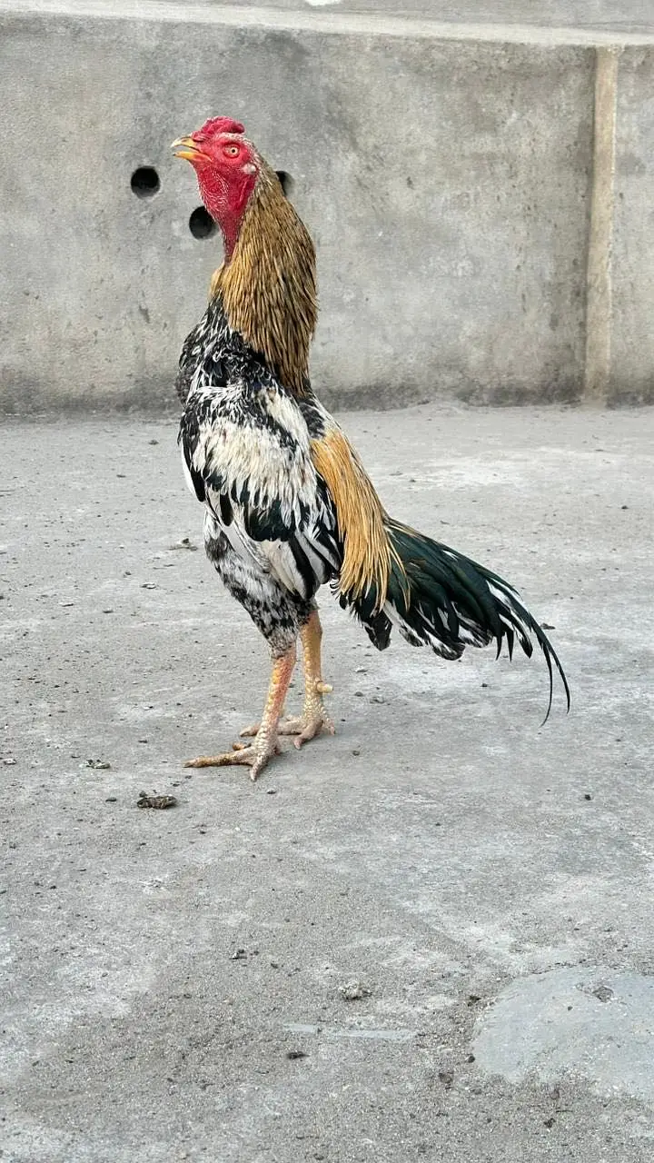 Aseel Jawa long heighted Murga available — photo 5