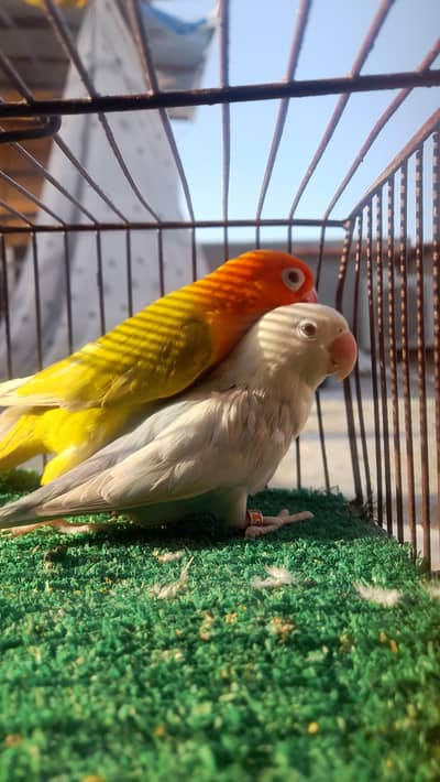 hand tame cocktail palefallow