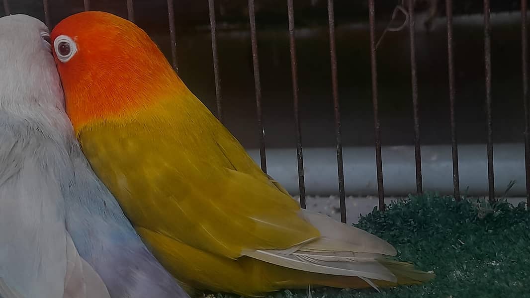 palefallow dove 3
