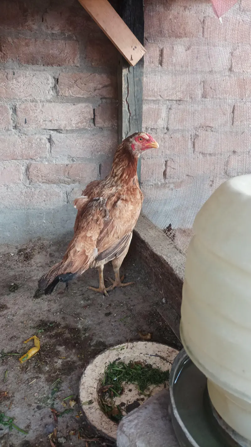 Aseel heera patha — photo 4