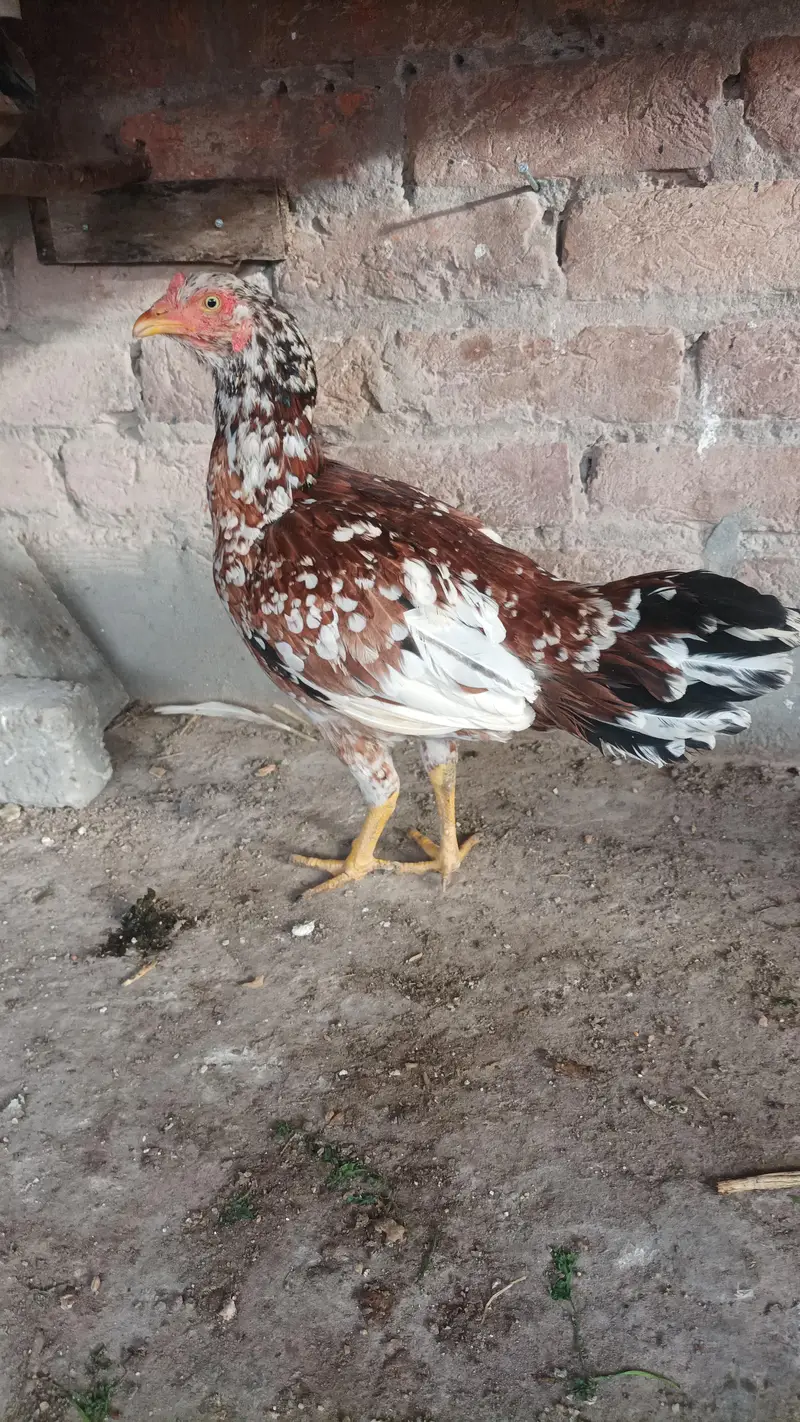 Aseel heera patha — photo 5