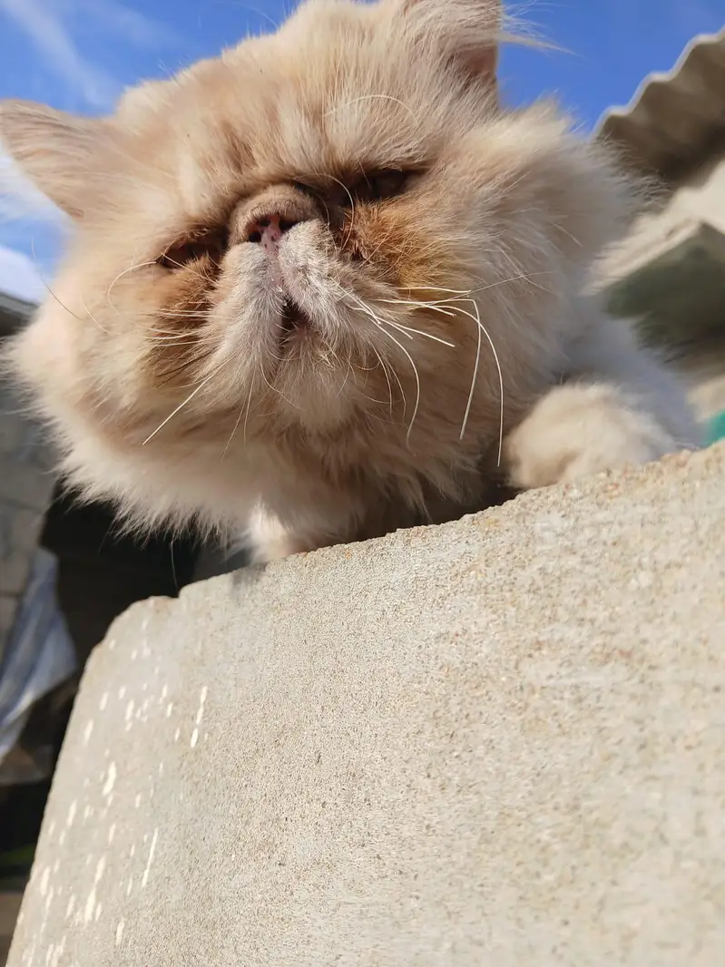 peki face male