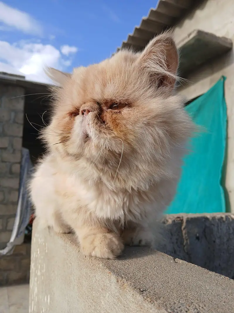 peki face male — photo 2