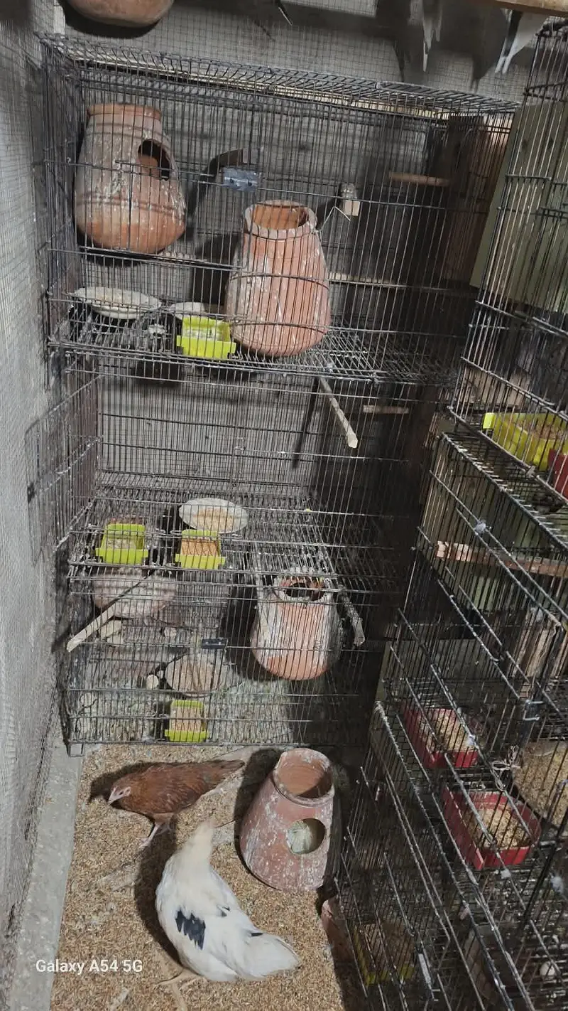 6 birds Cage — photo 2