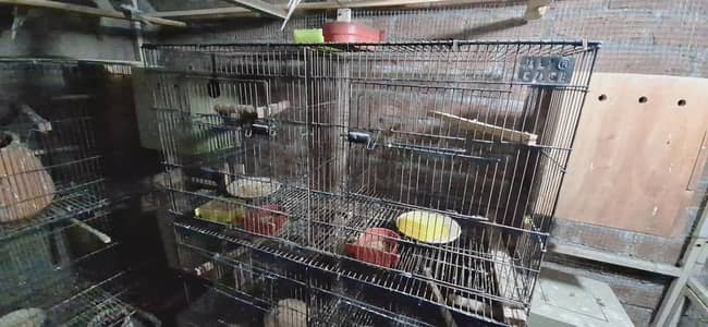Birds Cage