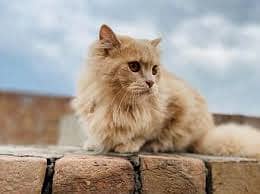Persian Cat